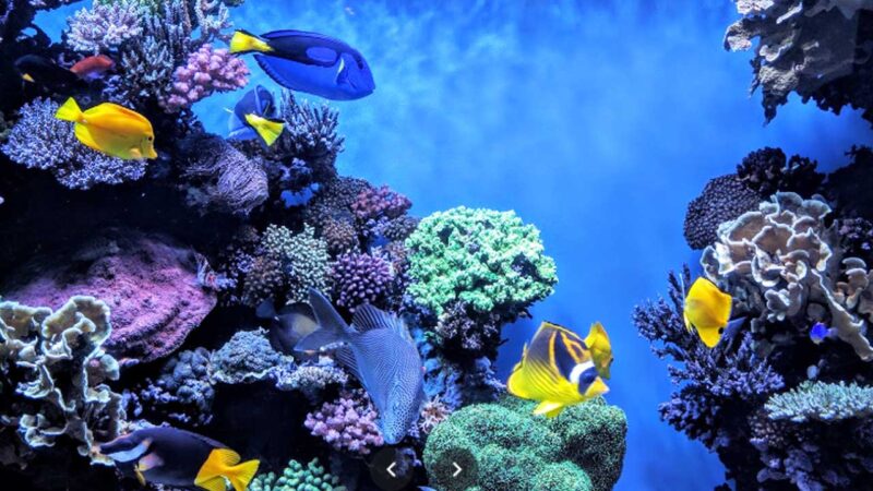 16 Largest Aquariums in the US [Update 2024]