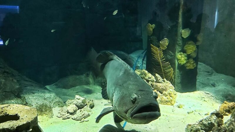 16 Largest Aquariums in the US [Update 2024]