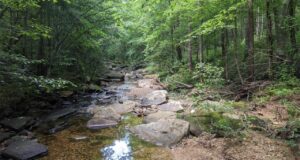 12 Best Hiking Trails in Alabama [Update 2022]