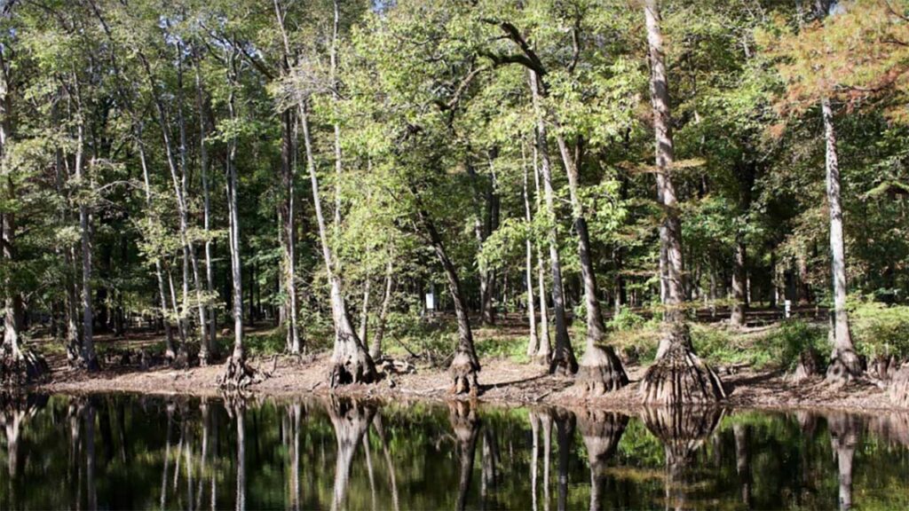 Aliceville Lake