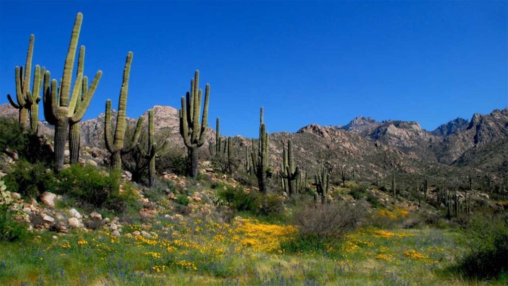 Catalina State Park