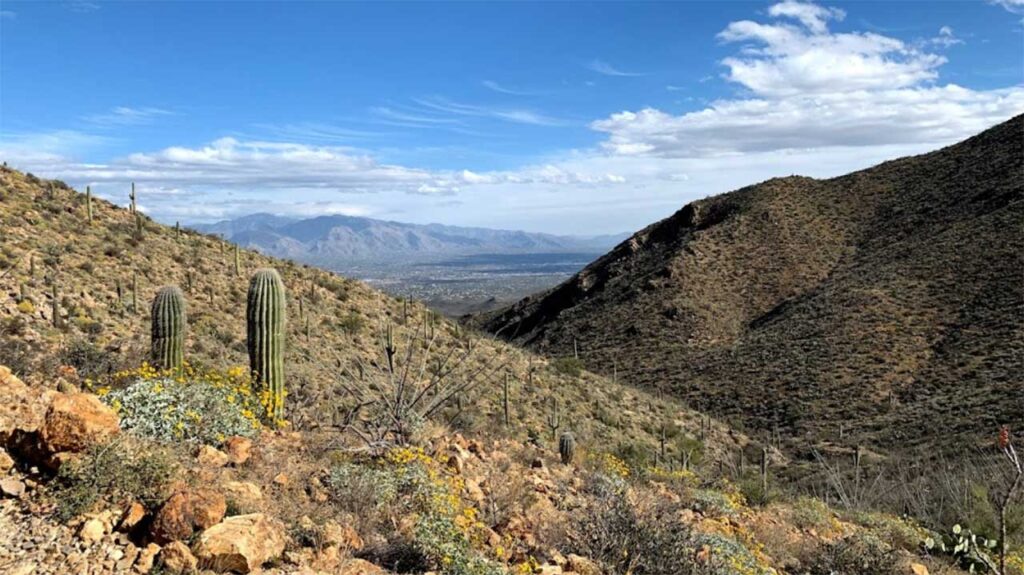 Saguaro National Park