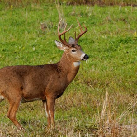 Top 10 Public Hunting Lands in Delaware [Update 2022]