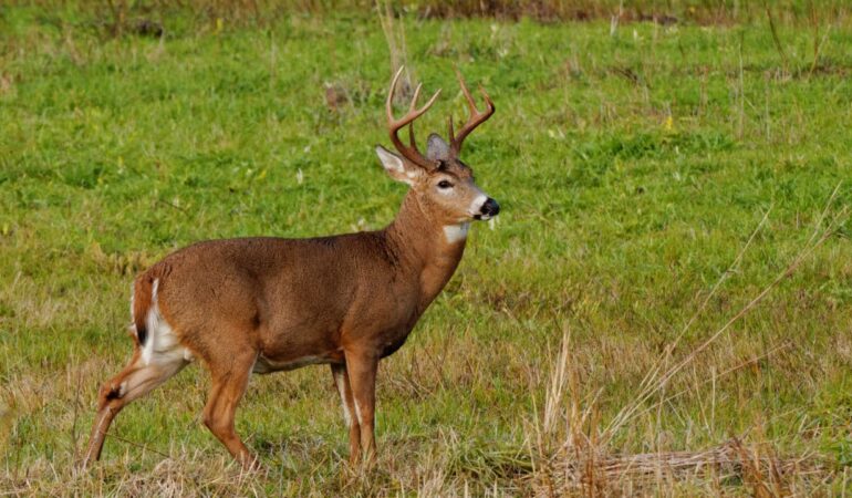 Top 10 Public Hunting Lands in Delaware [Update 2022]