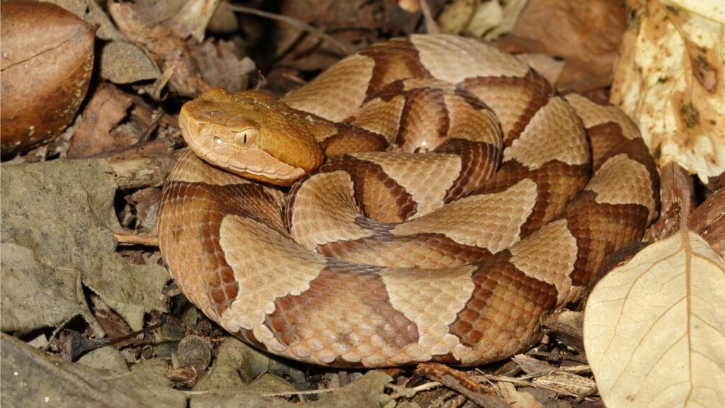 Copperhead is one of the most venomous snakes in the US