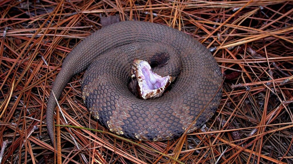 Cottonmouth