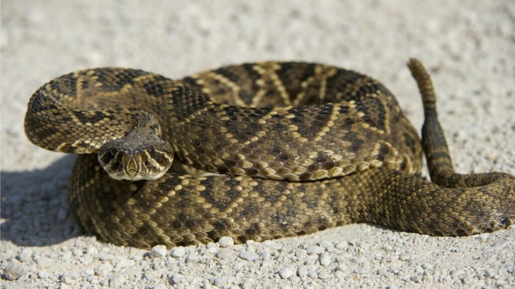 Eastern Diamondback Rattlesnake