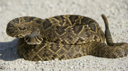 12 Most Venomous Snakes in the US [Update 2022]