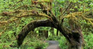 10 Wonderful Rainforests in the US that You Should Visit