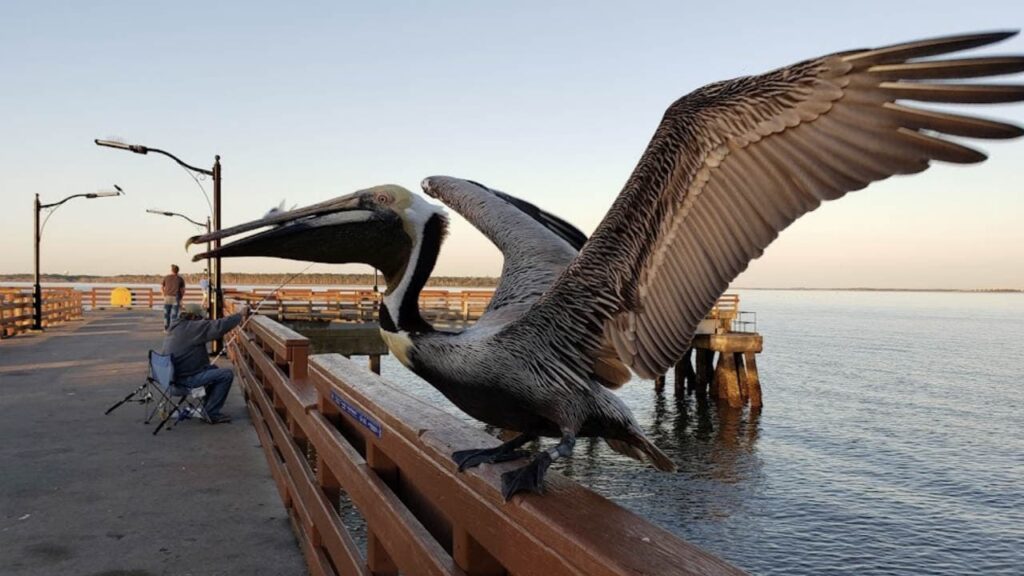 St. Simons Island Pier is one of the best Fishing Spots in Georgia