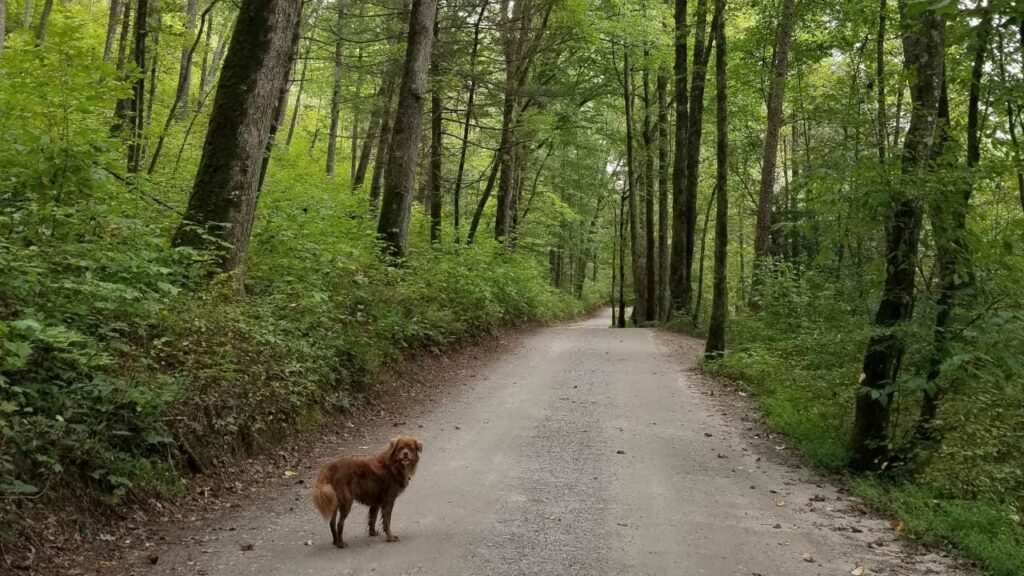 Chestatee Wildlife Management Area