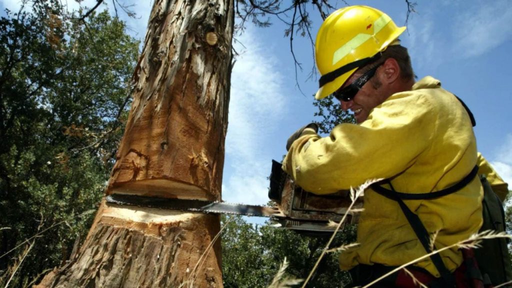 Logging workers have one of the Most Dangerous Jobs in the US