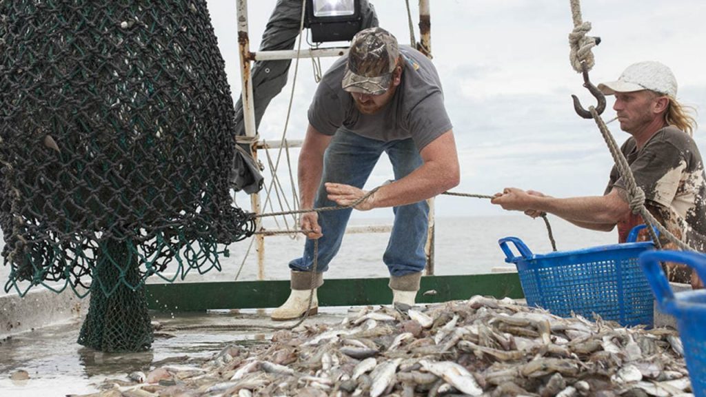 Fishers and related fishing workers