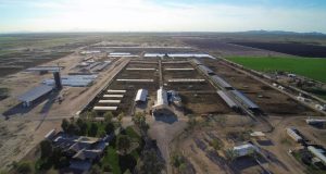 10 Awesome Dairy Farms in Arizona [Update 2022]