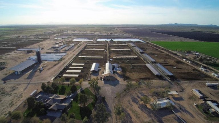 12 Awesome Dairy Farms in Arizona [Update 2024]