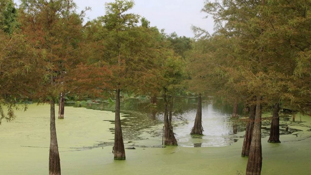 Freddie Black Choctaw Island WMA is one of the best Public Hunting Lands in Arkansas