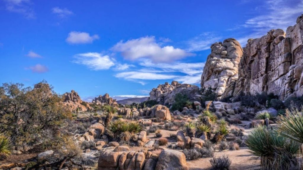 Joshua Tree National Park