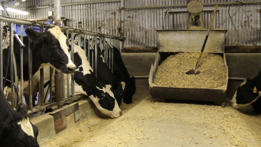 DeJong's Dairy is one of the most Wonderful Dairy Farms in California