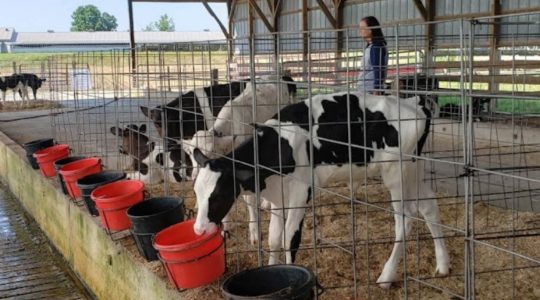 10 Amazing Dairy Farms in Georgia [Update 2022]