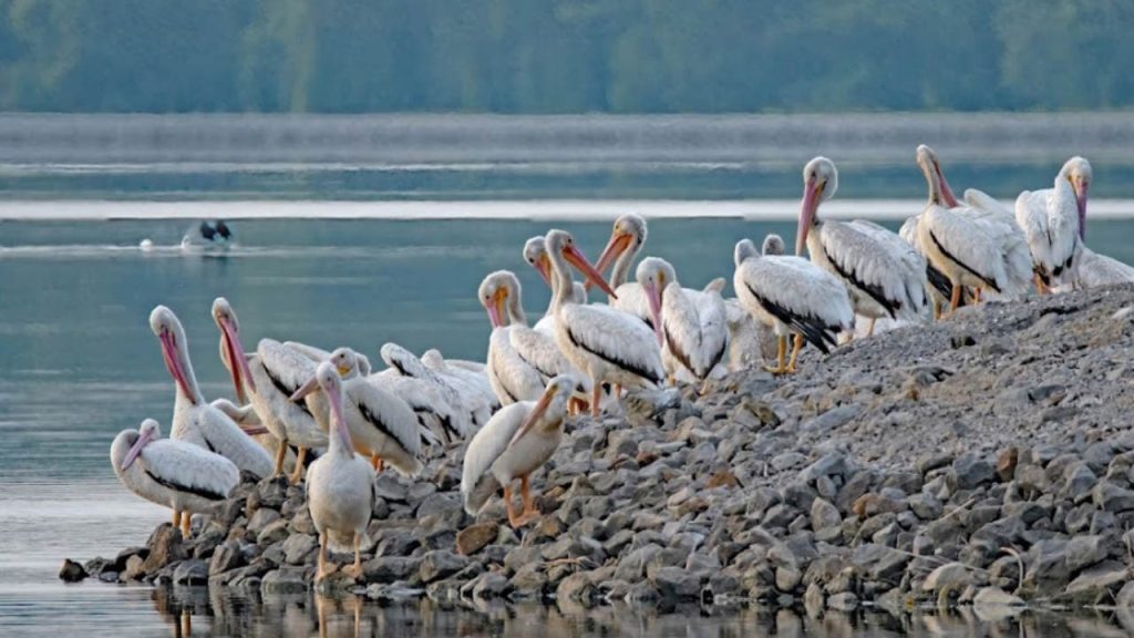 Mermet Lake State WMA is one of the Best Public Hunting Lands in Illinois