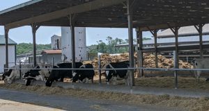 6 Awesome Dairy Farms in Delaware [Update 2022]