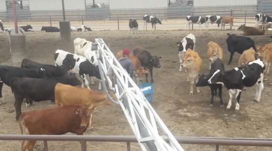 13 Visit Worthy Dairy Farms in Idaho [Update 2022]
