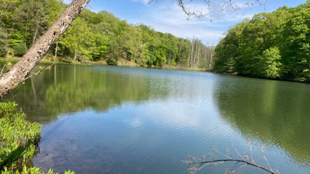 Morgan Monroe State Forest