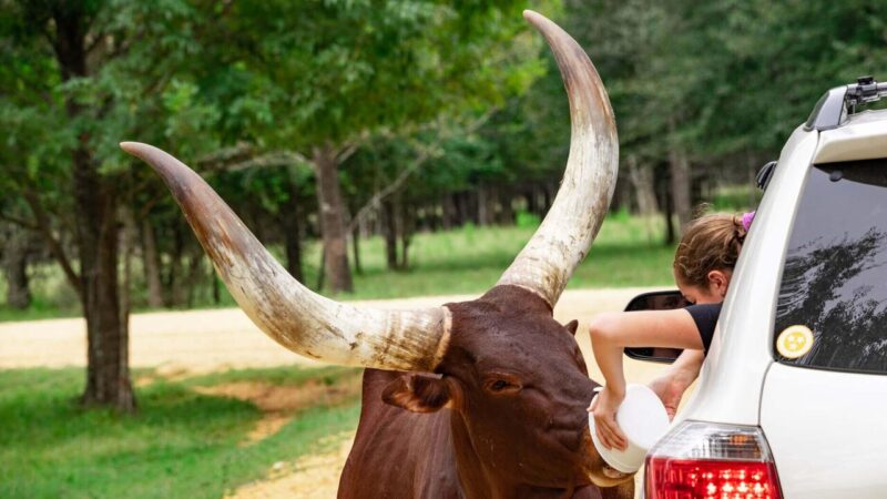 13 Best Zoos in Alabama You Must Visit [Update 2024]