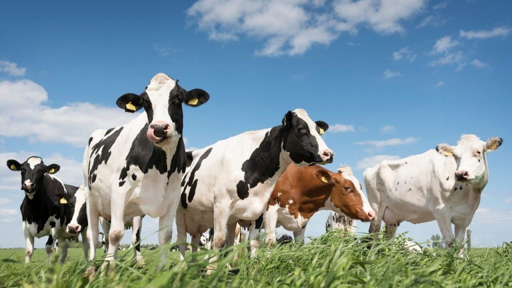 Big Island Dairy is one of the best dairy farms in Hawaii