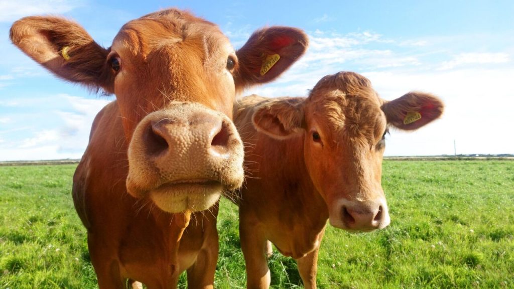 dairy farms in Iowa