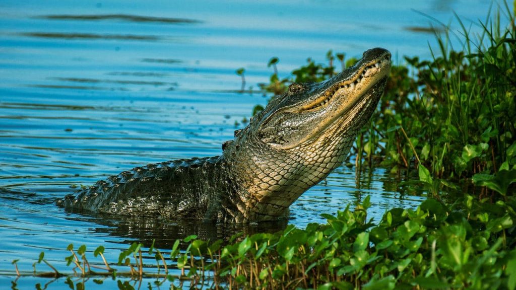 Everglades National Park